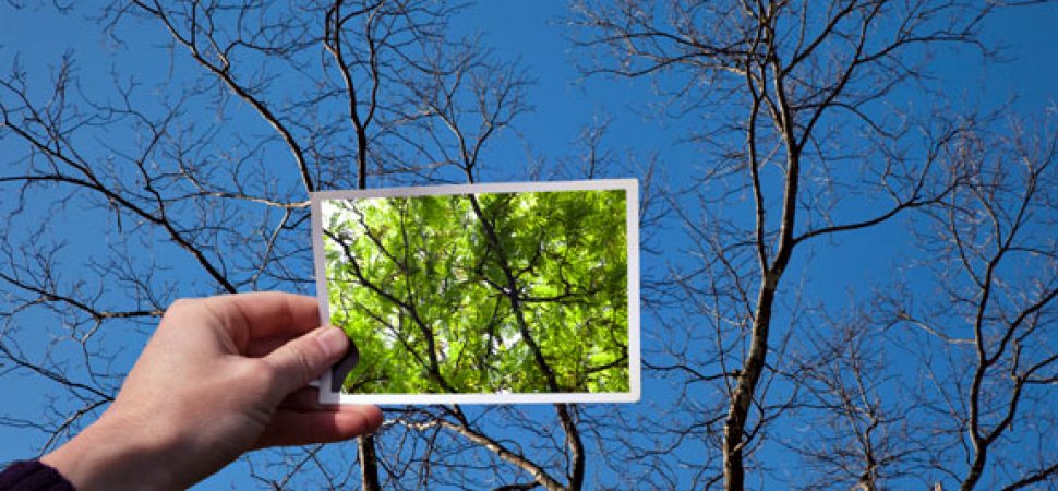 Color photo of tree in bloom over empty branches